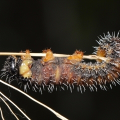 Perginae sp. (subfamily) (Unidentified pergine sawfly) at Acton, ACT - 21 Feb 2021 by TimL