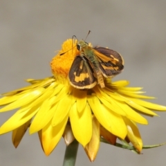 Ocybadistes walkeri (Green Grass-dart) at ANBG - 26 Feb 2021 by TimL