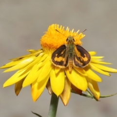 Ocybadistes walkeri at Acton, ACT - 26 Feb 2021 11:06 AM