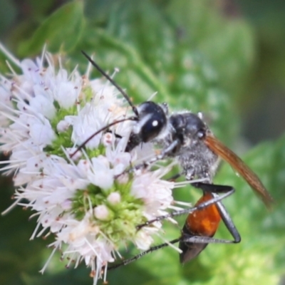 Podalonia tydei (Caterpillar-hunter wasp) at Aranda, ACT - 13 Mar 2021 by Tammy