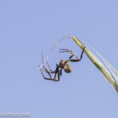 Hortophora sp. (genus) at Tharwa, ACT - 20 Feb 2021 by BIrdsinCanberra