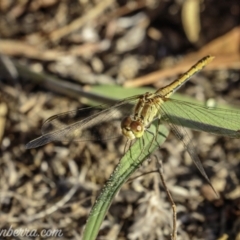 Diplacodes bipunctata (Wandering Percher) at Tennent, ACT - 21 Feb 2021 by JonSteinbeck