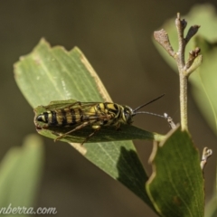 Tiphiidae (family) (Unidentified Smooth flower wasp) at Paddys River, ACT - 21 Feb 2021 by JonSteinbeck
