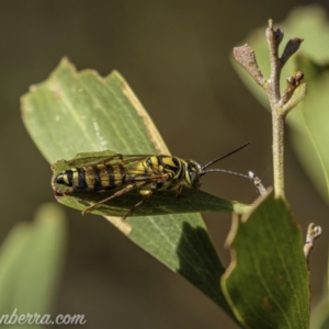 Tiphiidae (family) at Paddys River, ACT - 21 Feb 2021