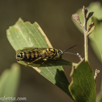 Tiphiidae (family) (Unidentified Smooth flower wasp) at Namadgi National Park - 20 Feb 2021 by BIrdsinCanberra