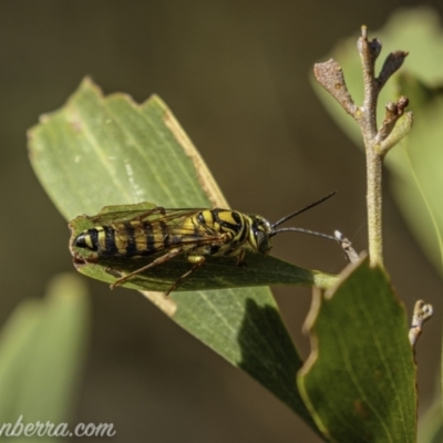 Tiphiidae (family) (Unidentified Smooth flower wasp) at Paddys River, ACT - 21 Feb 2021 by JonSteinbeck