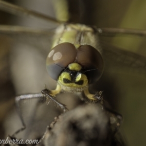 Hemicordulia tau at Paddys River, ACT - 28 Feb 2021