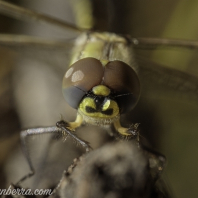 Hemicordulia tau (Tau Emerald) at Paddys River, ACT - 28 Feb 2021 by JonSteinbeck