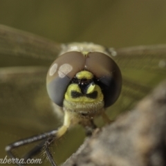 Hemicordulia tau at Paddys River, ACT - 28 Feb 2021