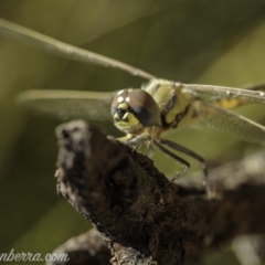 Hemicordulia tau at Paddys River, ACT - 28 Feb 2021