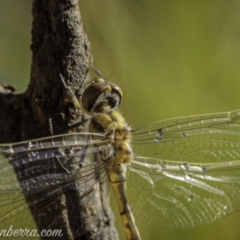 Hemicordulia tau at Paddys River, ACT - 28 Feb 2021