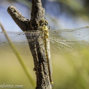 Hemicordulia tau at Paddys River, ACT - 28 Feb 2021