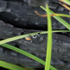 Camponotus aeneopilosus (A Golden-tailed sugar ant) at O'Connor, ACT - 12 Mar 2021 by ConBoekel