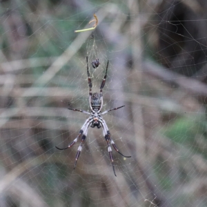 Trichonephila edulis at O'Connor, ACT - 12 Mar 2021 11:24 AM