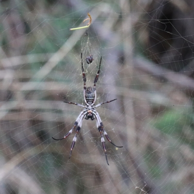 Trichonephila edulis (Golden orb weaver) at O'Connor, ACT - 12 Mar 2021 by ConBoekel
