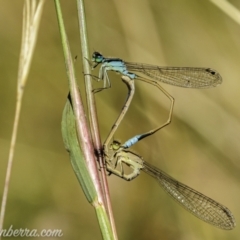 Ischnura heterosticta (Common Bluetail Damselfly) at Paddys River, ACT - 28 Feb 2021 by JonSteinbeck