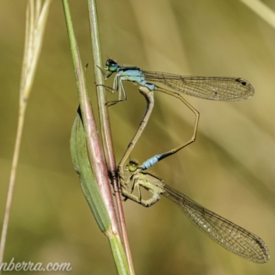 Ischnura heterosticta (Common Bluetail Damselfly) at Paddys River, ACT - 28 Feb 2021 by JonSteinbeck
