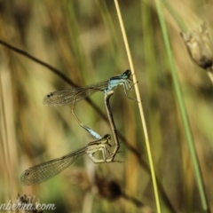 Ischnura heterosticta at Paddys River, ACT - 28 Feb 2021