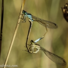 Ischnura heterosticta at Paddys River, ACT - 28 Feb 2021