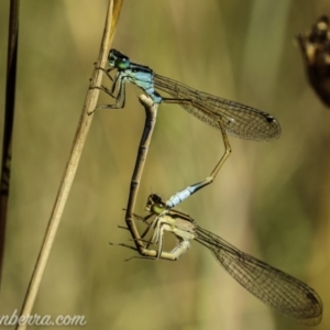 Ischnura heterosticta at Paddys River, ACT - 28 Feb 2021