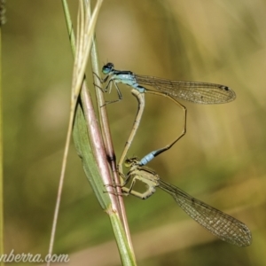 Ischnura heterosticta at Paddys River, ACT - 28 Feb 2021