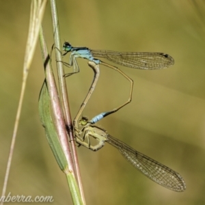 Ischnura heterosticta at Paddys River, ACT - 28 Feb 2021