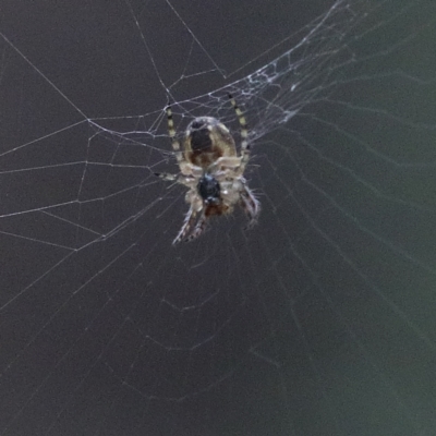 Phonognatha graeffei (Leaf Curling Spider) at Dryandra St Woodland - 12 Mar 2021 by ConBoekel
