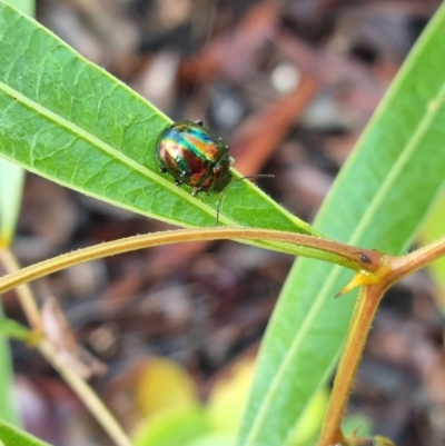 Callidemum sp. (genus) (Leaf Beetle) at Pomona, QLD - 13 Mar 2021 by jenqld