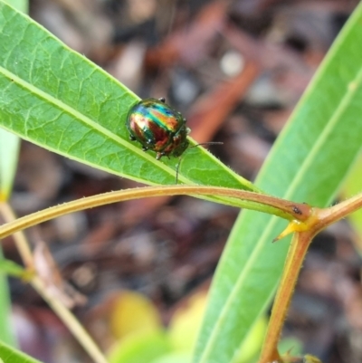 Callidemum sp. (genus) (Leaf Beetle) at Pomona, QLD - 12 Mar 2021 by jenqld