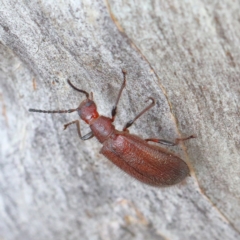 Lagriini sp. (tribe) (Unidentified lagriine darkling beetle) at O'Connor, ACT - 12 Mar 2021 by ConBoekel