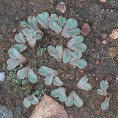 Riccia sp. (genus) (Liverwort) at Dryandra St Woodland - 12 Mar 2021 by ConBoekel