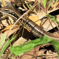 Eulamprus heatwolei (Yellow-bellied Water Skink) at Cotter River, ACT - 13 Mar 2021 by Sarah2019