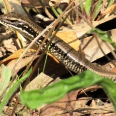 Eulamprus heatwolei (Yellow-bellied Water Skink) at Namadgi National Park - 13 Mar 2021 by Sarah2019