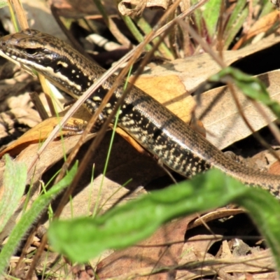 Eulamprus heatwolei (Yellow-bellied Water Skink) at Namadgi National Park - 13 Mar 2021 by Sarah2019