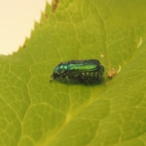 Diphucephala sp. (genus) at Conder, ACT - 11 Jan 2021