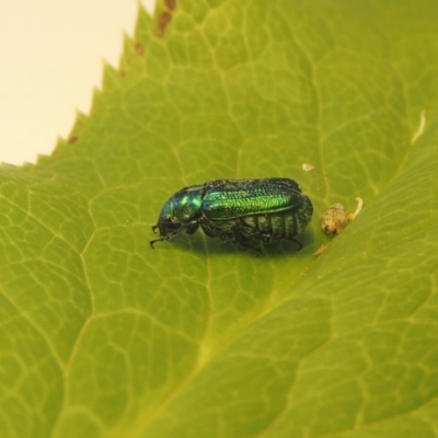 Diphucephala sp. (genus) (Green Scarab Beetle) at Conder, ACT - 11 Jan 2021 by michaelb