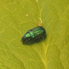 Diphucephala sp. (genus) at Conder, ACT - 11 Jan 2021