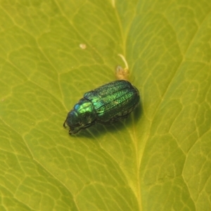 Diphucephala sp. (genus) at Conder, ACT - 11 Jan 2021