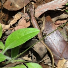 Eulamprus heatwolei (Yellow-bellied Water Skink) at Namadgi National Park - 13 Mar 2021 by Sarah2019