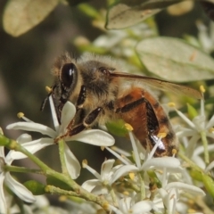 Apis mellifera (European honey bee) at Pollinator-friendly garden Conder - 11 Jan 2021 by michaelb