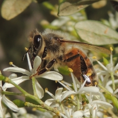 Apis mellifera (European honey bee) at Conder, ACT - 11 Jan 2021 by michaelb