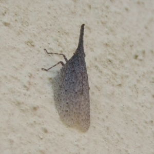 Rentinus dilatatus at Campbell, ACT - 28 Apr 2020