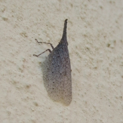 Rentinus dilatatus (Fulgorid planthopper) at Campbell, ACT - 28 Apr 2020 by Campbell2612