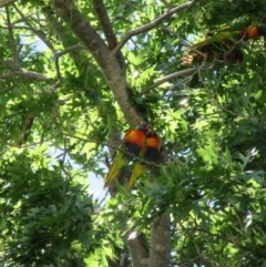 Trichoglossus moluccanus (Rainbow Lorikeet) at Campbell, ACT - 13 Dec 2020 by Campbell2612