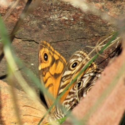 Geitoneura acantha (Ringed Xenica) at Cotter River, ACT - 13 Mar 2021 by Sarah2019