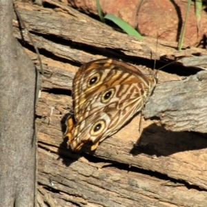 Geitoneura acantha at Cotter River, ACT - 13 Mar 2021