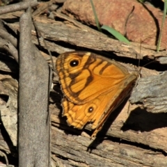 Geitoneura acantha at Cotter River, ACT - 13 Mar 2021