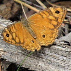 Geitoneura acantha at Cotter River, ACT - 13 Mar 2021