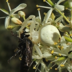 Thomisus spectabilis (Spectacular Crab Spider) at Conder, ACT - 11 Jan 2021 by MichaelBedingfield