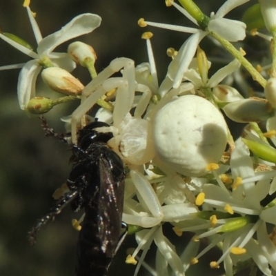 Thomisus spectabilis (Spectacular Crab Spider) at Conder, ACT - 11 Jan 2021 by michaelb